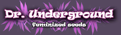 Dr Underground