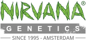 Nirvana Feminized