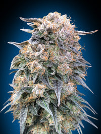 00 Kush Fast