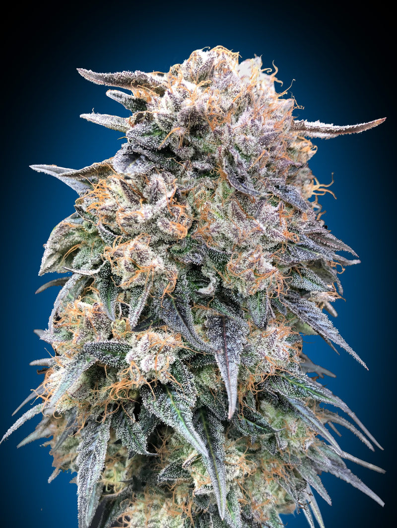 00 Kush Fast