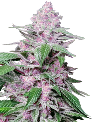Semi di Purple Cookie Kush Femminizzati