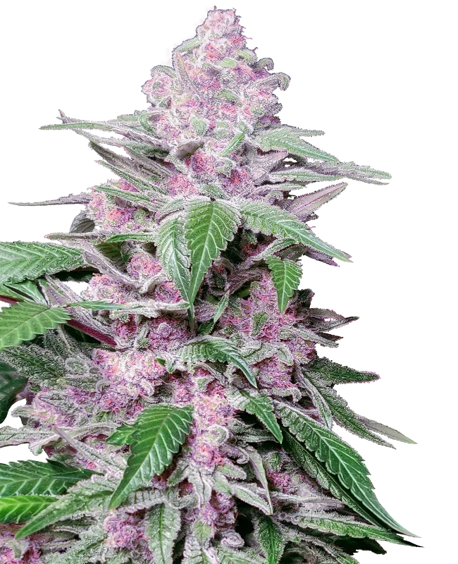 Semi di Purple Cookie Kush Femminizzati