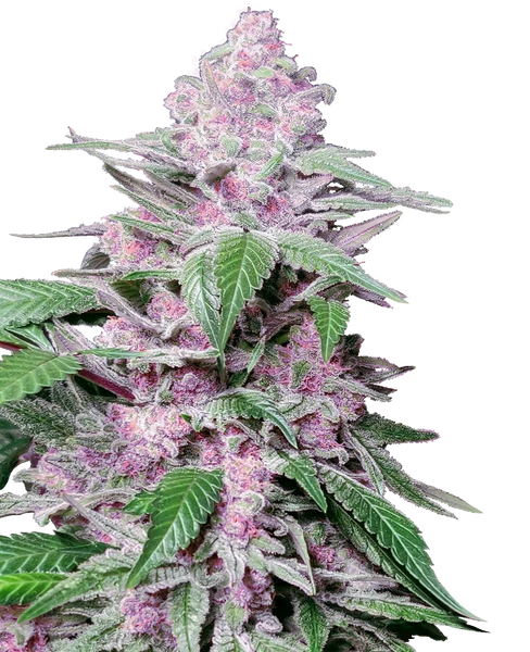 Semi di Purple Cookie Kush Femminizzati