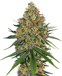 Semi di White Cheese Femminizzati della White Labe