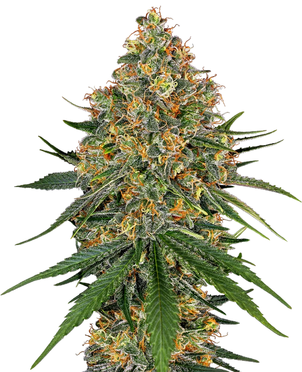 Semi di White Cheese Femminizzati della White Labe