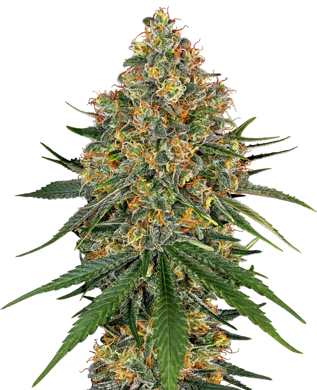 Semi di White Cheese Femminizzati della White Labe
