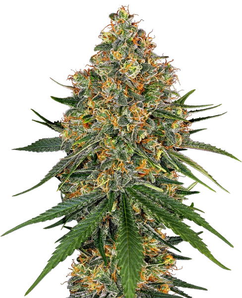 Semi di White Cheese Femminizzati della White Labe