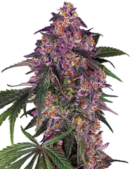 Semi di Sensi Purple Kush Femminizzati