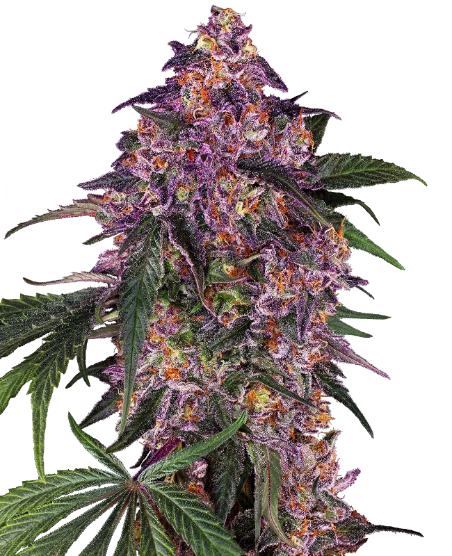 Semi di Sensi Purple Kush Femminizzati
