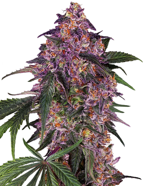 Semi di Sensi Purple Kush Femminizzati