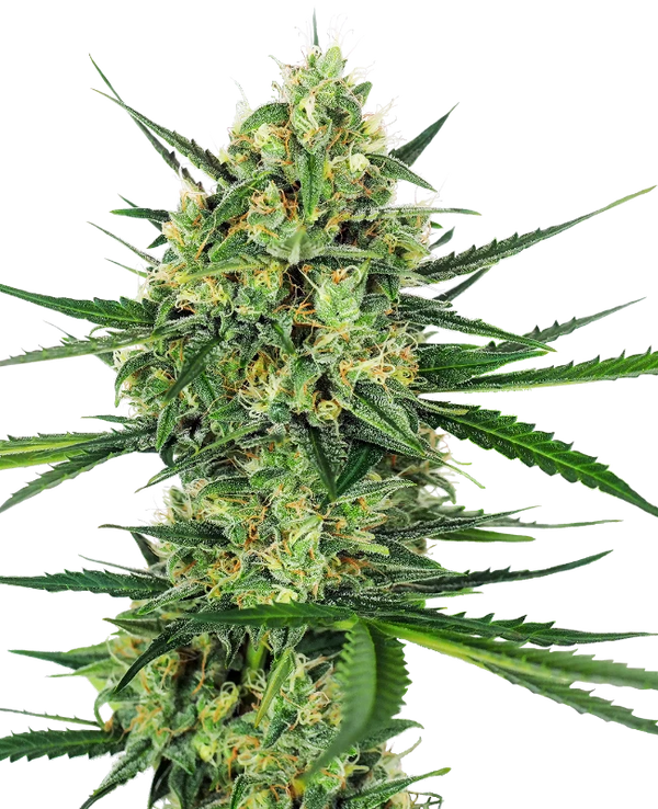 Semi di Tangerine Sugar Femminizzata