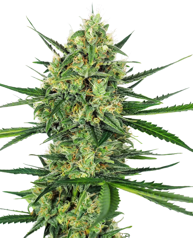 Semi di Tangerine Sugar Femminizzata