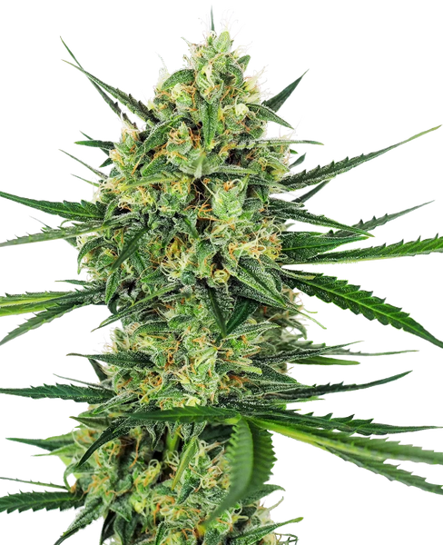 Semi di Tangerine Sugar Femminizzata