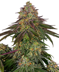 Semi di Sweet Cherry Kush Femminizzati