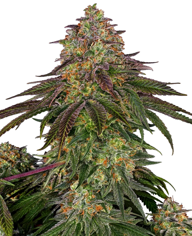 Semi di Sweet Cherry Kush Femminizzati