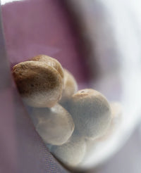 Semi di Sweet Cherry Kush Femminizzati