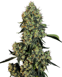 Semi di OG Kush Femminizzati della White Label