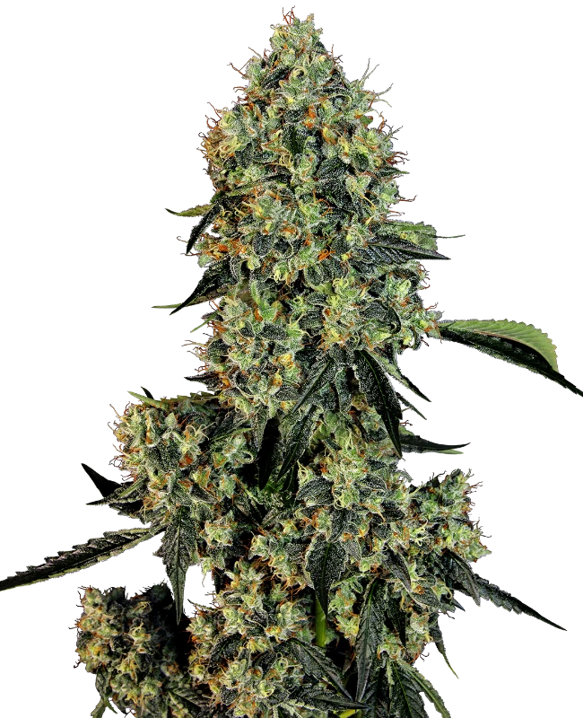 Semi di OG Kush Femminizzati della White Label