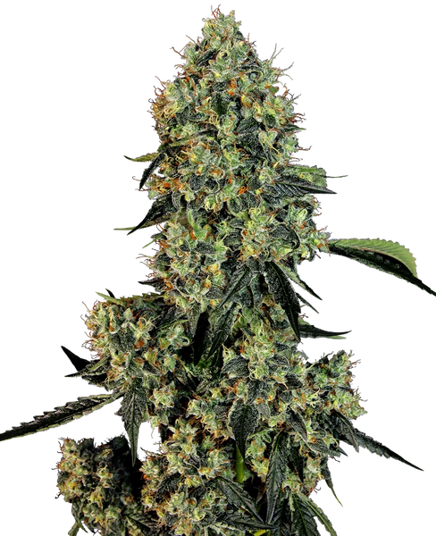 Semi di OG Kush Femminizzati della White Label