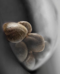 Semi di Cashew Kush Femminizzati