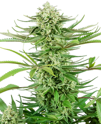 Semi di Cashew Kush Femminizzati