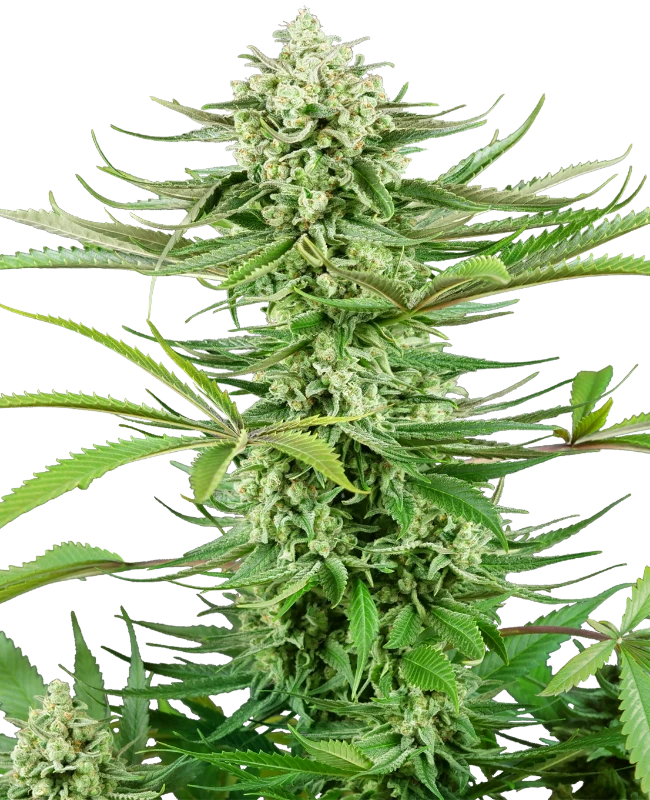 Semi di Cashew Kush Femminizzati