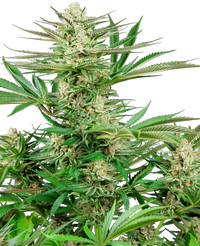 Semi di Malibu OG Gold Femminizzati