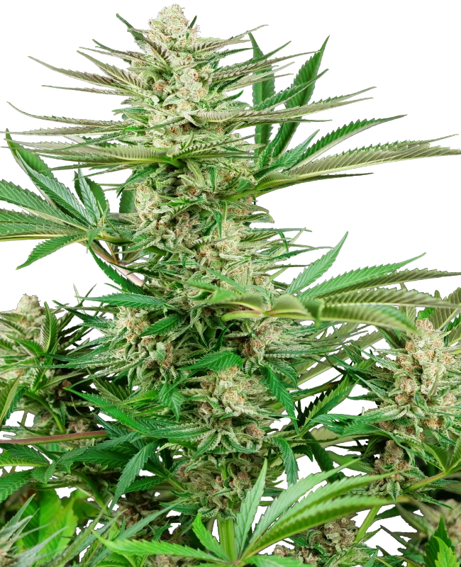Semi di Malibu OG Gold Femminizzati