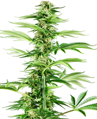 Semi di Honey Melon Haze Femminizzati
