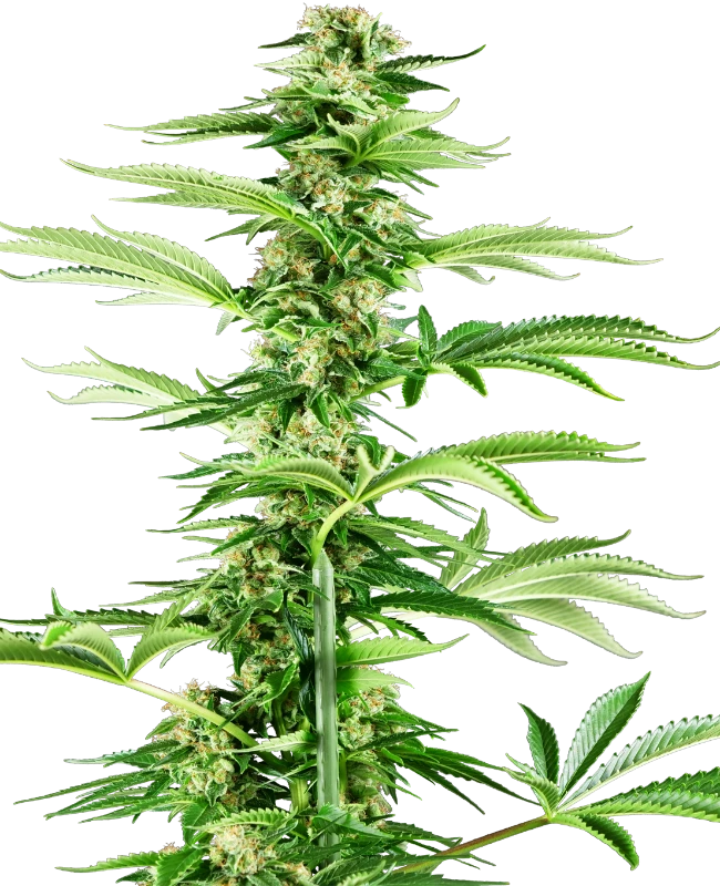 Semi di Honey Melon Haze Femminizzati