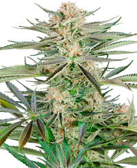 Semi di Screwdriver OG Femminizzati
