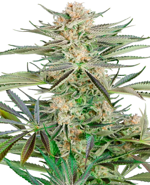 Semi di Screwdriver OG Femminizzati