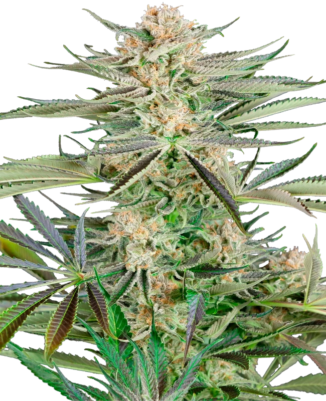 Semi di Screwdriver OG Femminizzati