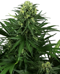 Semi di Honey Melon Kush Femminizzati