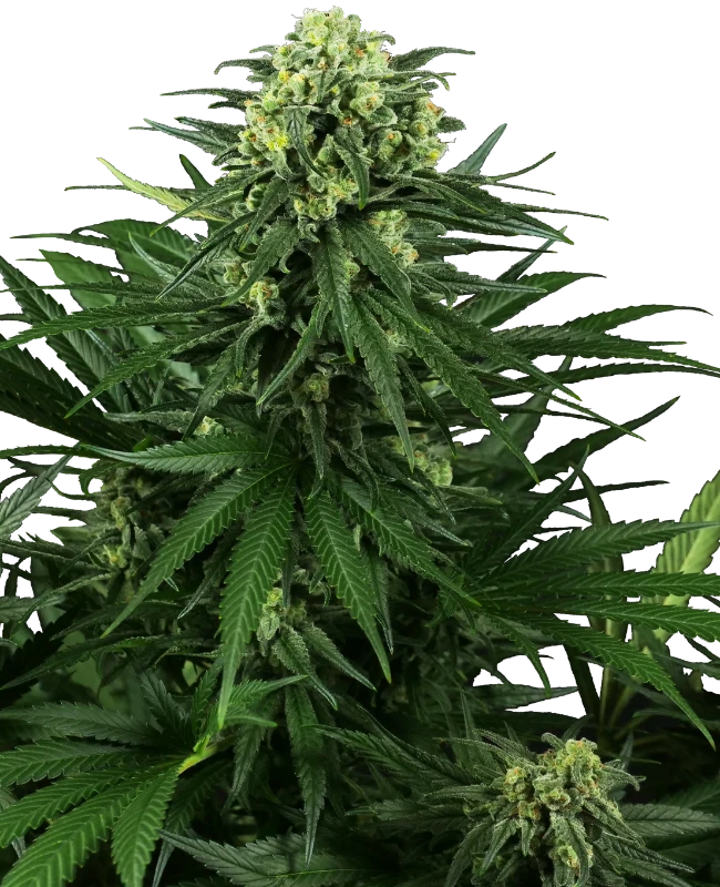 Semi di Honey Melon Kush Femminizzati