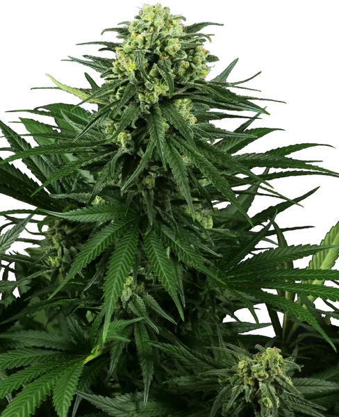 Semi di Honey Melon Kush Femminizzati