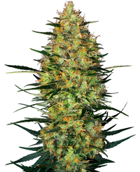 Semi di Caramellow Kush Autofiorenti
