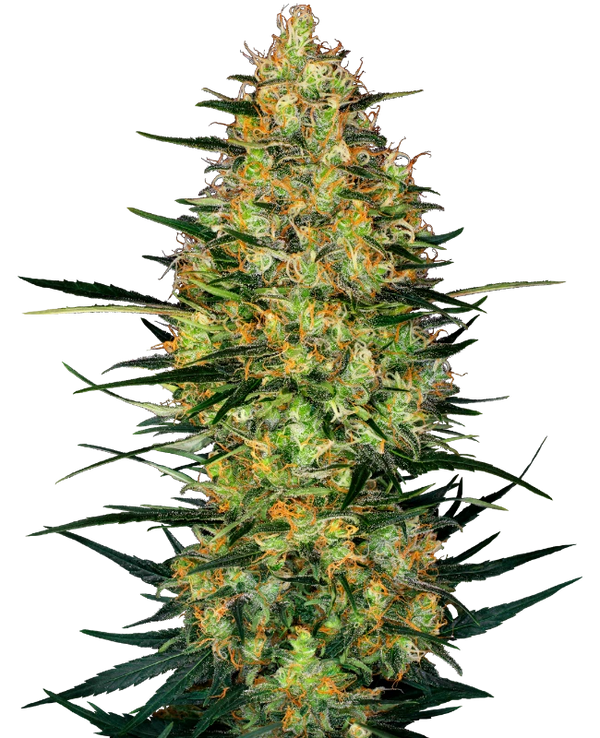 Semi di Caramellow Kush Autofiorenti