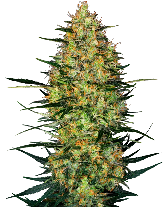 Semi di Caramellow Kush Autofiorenti
