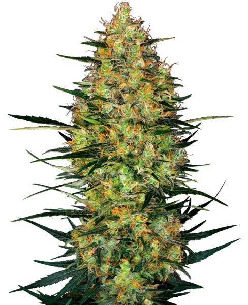 Semi di Caramellow Kush Autofiorenti