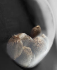 Semi di Honey Melon Kush Autofiorenti