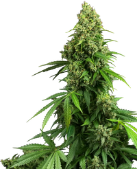 Semi di Honey Melon Kush Autofiorenti