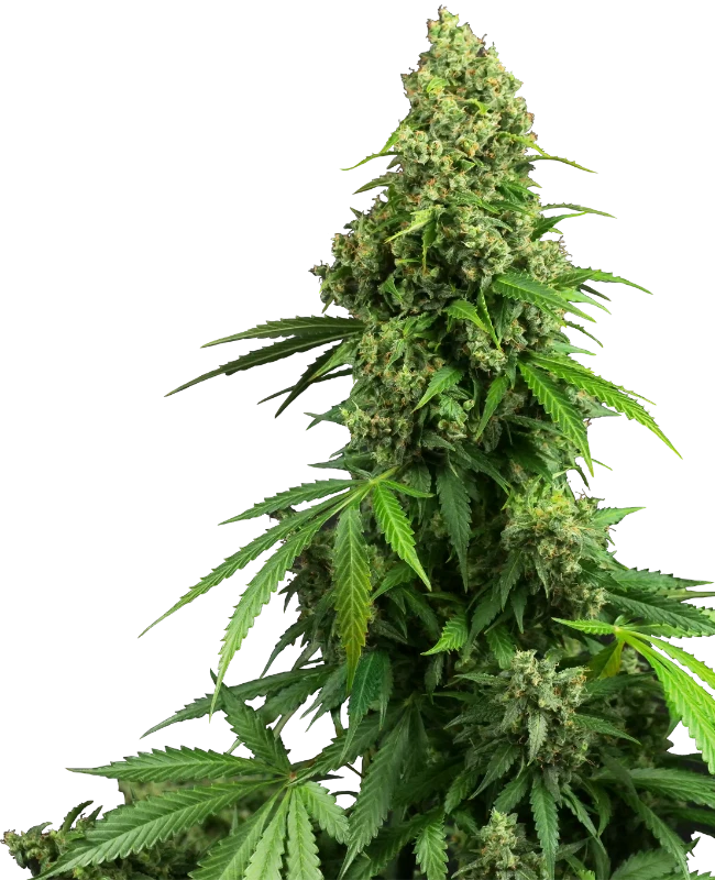 Semi di Honey Melon Kush Autofiorenti