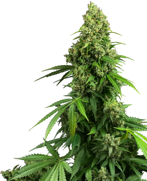 Semi di Honey Melon Kush Autofiorenti