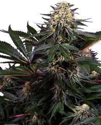 Semi di Lockdown Kush Femminizzati