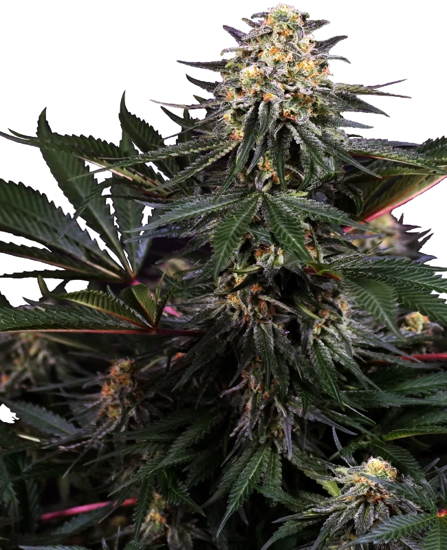 Semi di Lockdown Kush Femminizzati