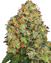 Semi di Sweet Tangerine Tango Autofiorenti della White Label