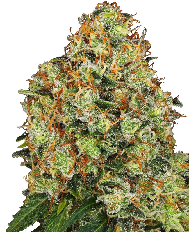Semi di Sweet Tangerine Tango Autofiorenti della White Label