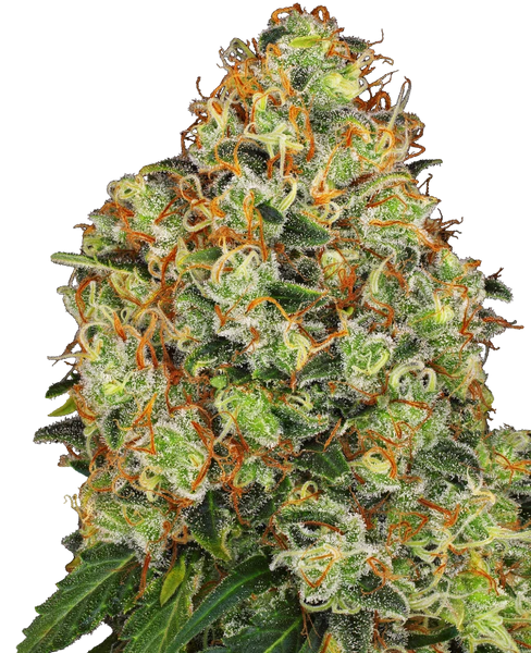 Semi di Sweet Tangerine Tango Autofiorenti della White Label