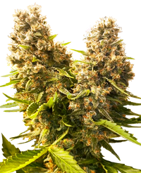Semi di Banana Kush Cake Autofiorenti